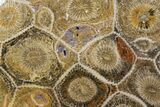 Polished Fossil Coral (Actinocyathus) - Morocco #100576-1